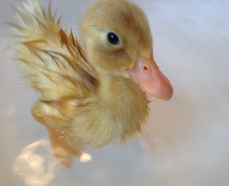 bathing duckling