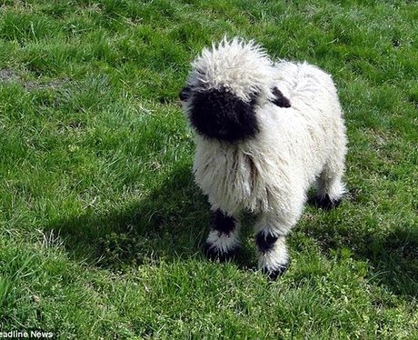 baby sheep