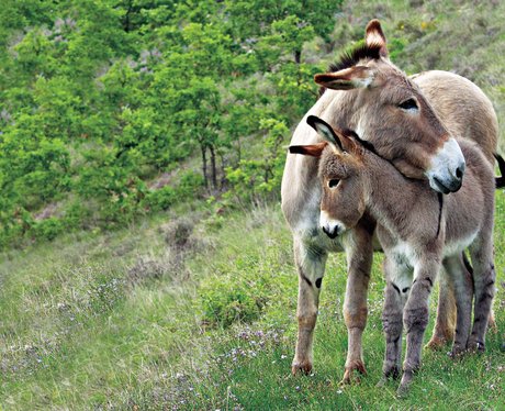 donkey and foal