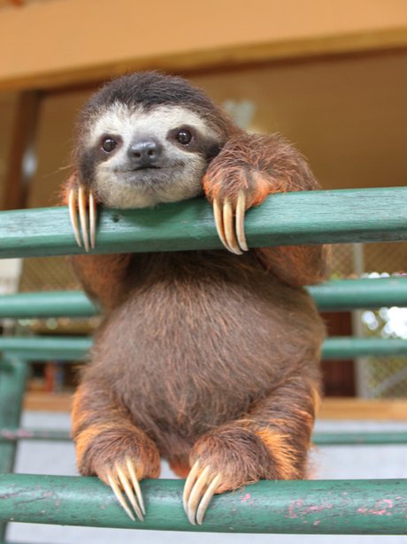 sloth