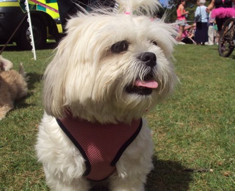 See all your photos from today's Race For Life in
