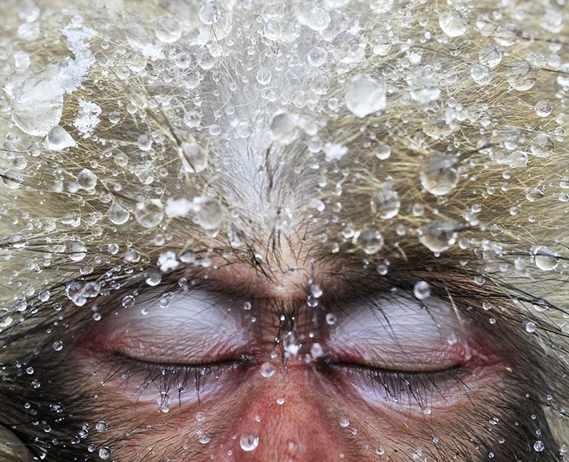 A macaques monkey sleeping