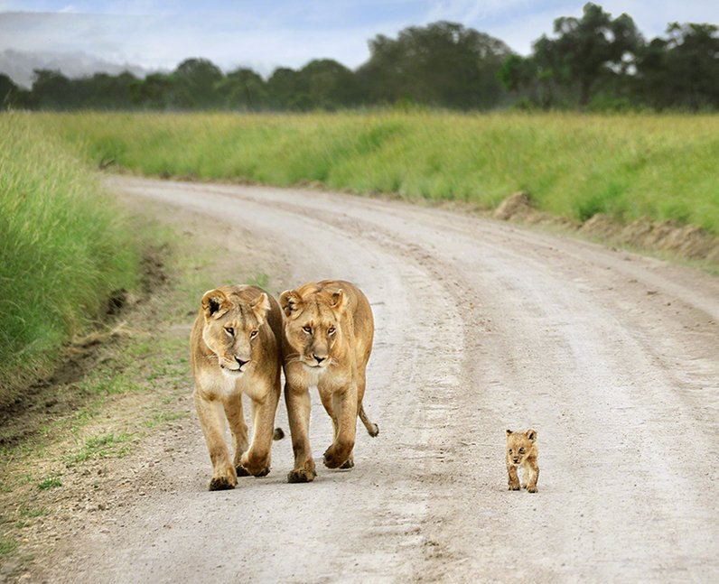 Two lions walking with their cub