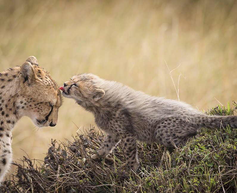 A cheetah being licked by it's cub