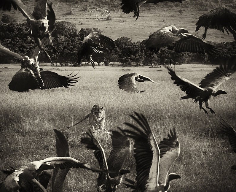 Birds of prey flying