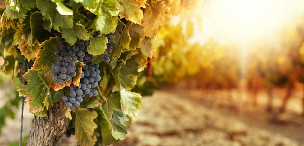vineyard grapes