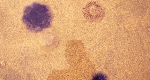 Jellyfish on perranporth beach