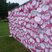 Image 1: Heart Angels: Race For Life Colchester Part 2 (20 