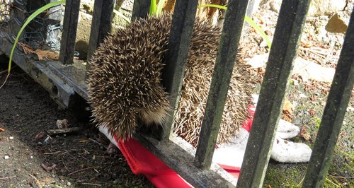 Hedgehog in Marcus Trescothick's gate