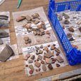 Rare finds in Ipplepen dig