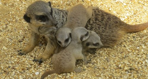 Marwell meerkats