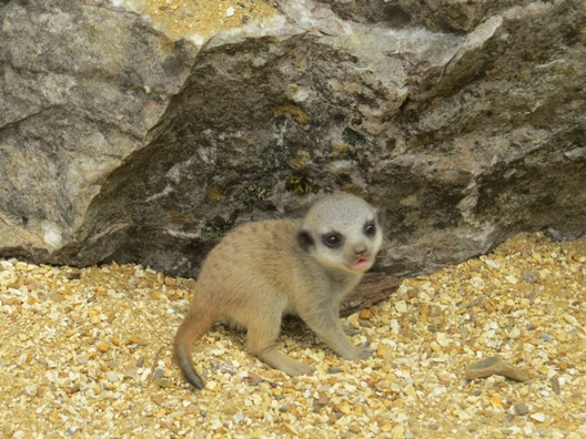 Marwell meerkats