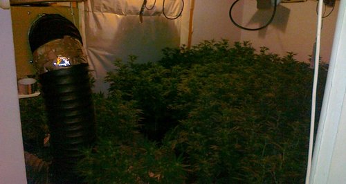 Bournemouth cannabis factory