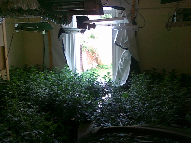 Bournemouth cannabis factory