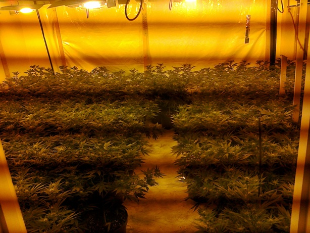 Bournemouth cannabis factory