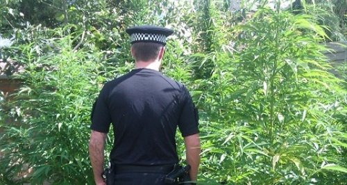 Bournemouth cannabis raid