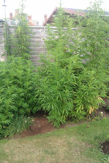 Bournemouth cannabis raid