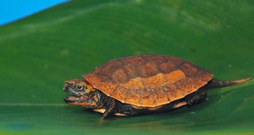 Vietnamese Box Turtle