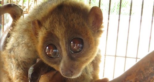 Kalo the slow loris