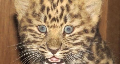 Marwell Zoo baby amur leopard cub