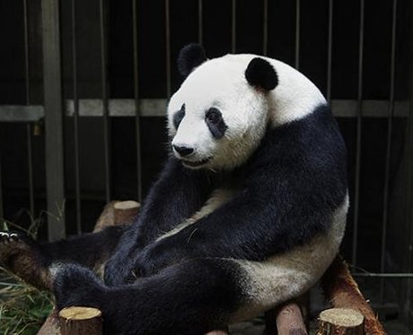 giant panda