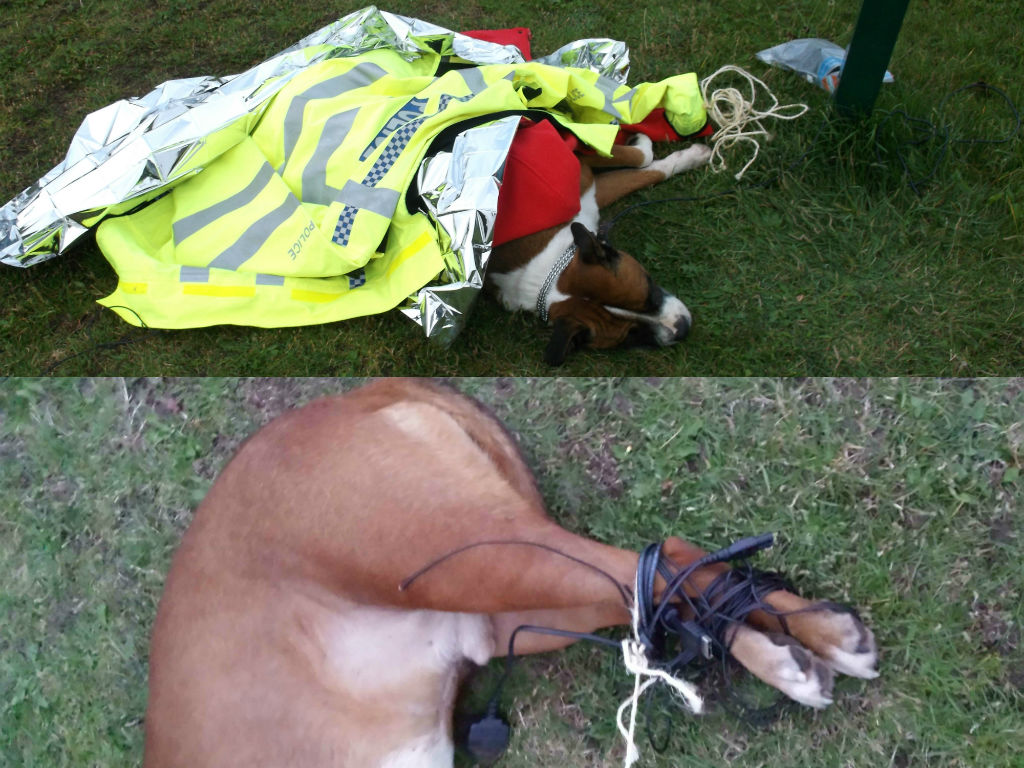 Abused Dog Spencer in Norwich - Collage