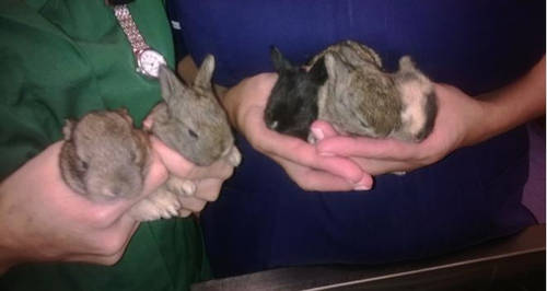 Bunnies dumped in Soham