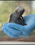 King Penguin Chick 2