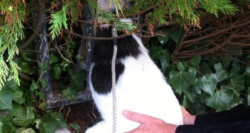 Archie the Jack Russell Stuck in railings - rescue