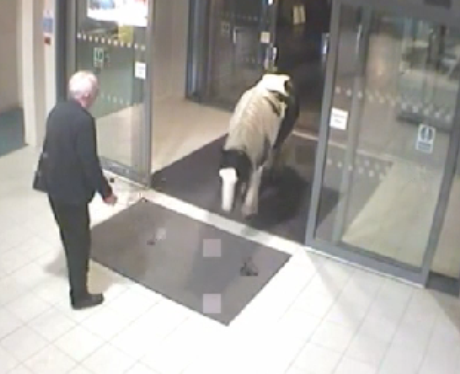 Pony walks into police station