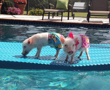 Small pigs