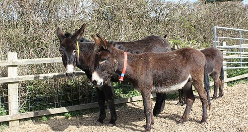 The Donkey Sanctuary