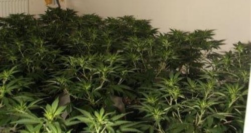 Trowbridge cannabis factory_1