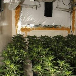 Trowbridge cannabis factory_2