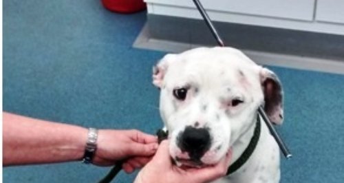 Wansford Dog Shot With Crossbow