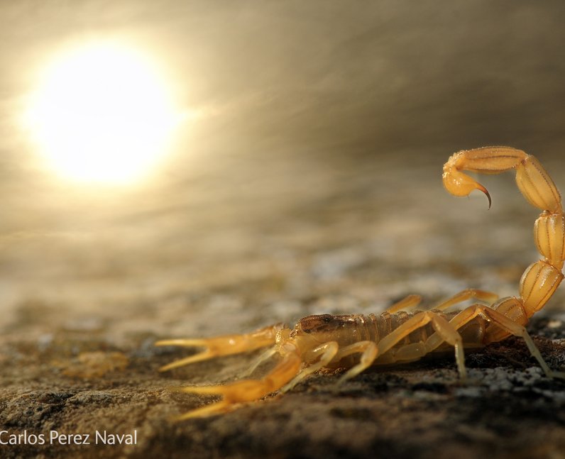 Wildlife Photographer of The Year 2014
