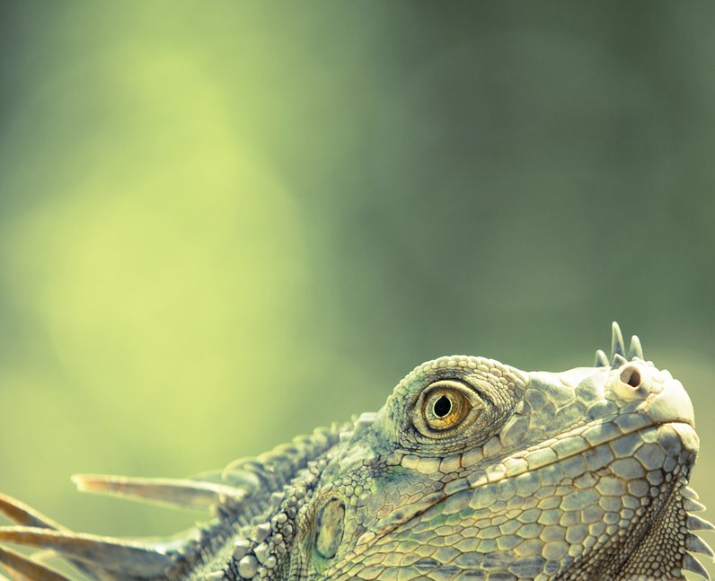 Wildlife Photographer of The Year 2014