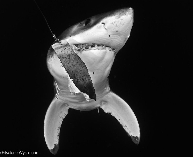 Wildlife Photographer of The Year 2014