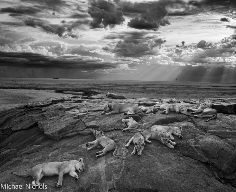 Wildlife Photographer of the Year 2014