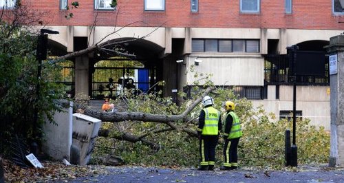 Woman Hit By Tree