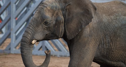 M'Changa elephant at Noah's Ark Zoo Farm