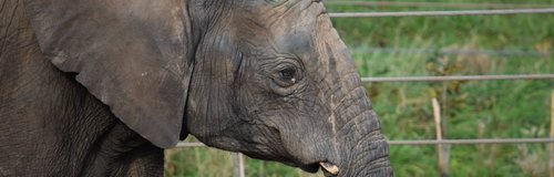 M'Changa elephant at Noah's Ark Zoo Farm