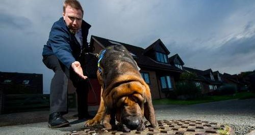 Hector the bloodhound Southern Water