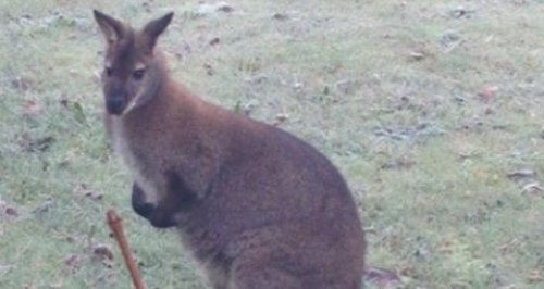 Wallaby in March, Cambs