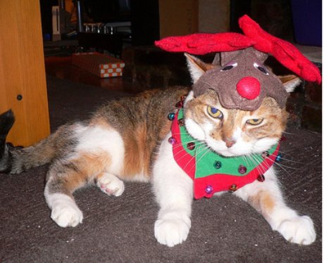 Heart - Pets In Christmas Costumes
