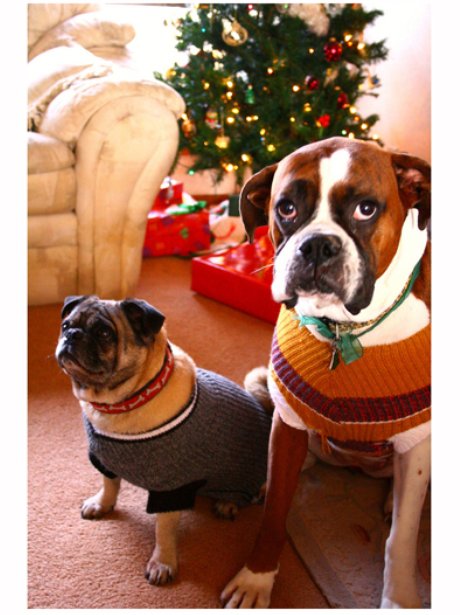 Heart - Pets In Christmas Costumes