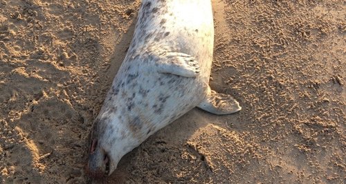 Dead seal on Gwithian beach, Cornwall