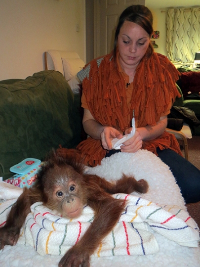 Monkey World orangutan Bulu Mata