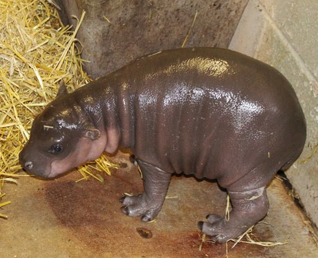 Baby pygmy hippo at Whipsnade Zoo