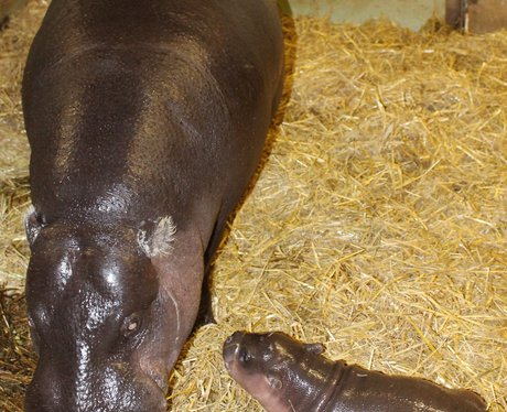Baby pygmy hippo at Whipsnade Zoo